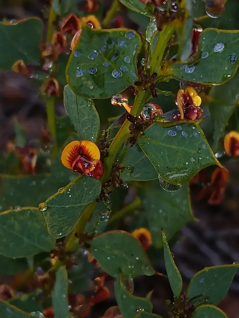 Daviesia Rhombifolia