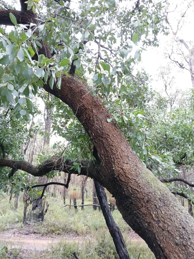 Spreading Snottygobble