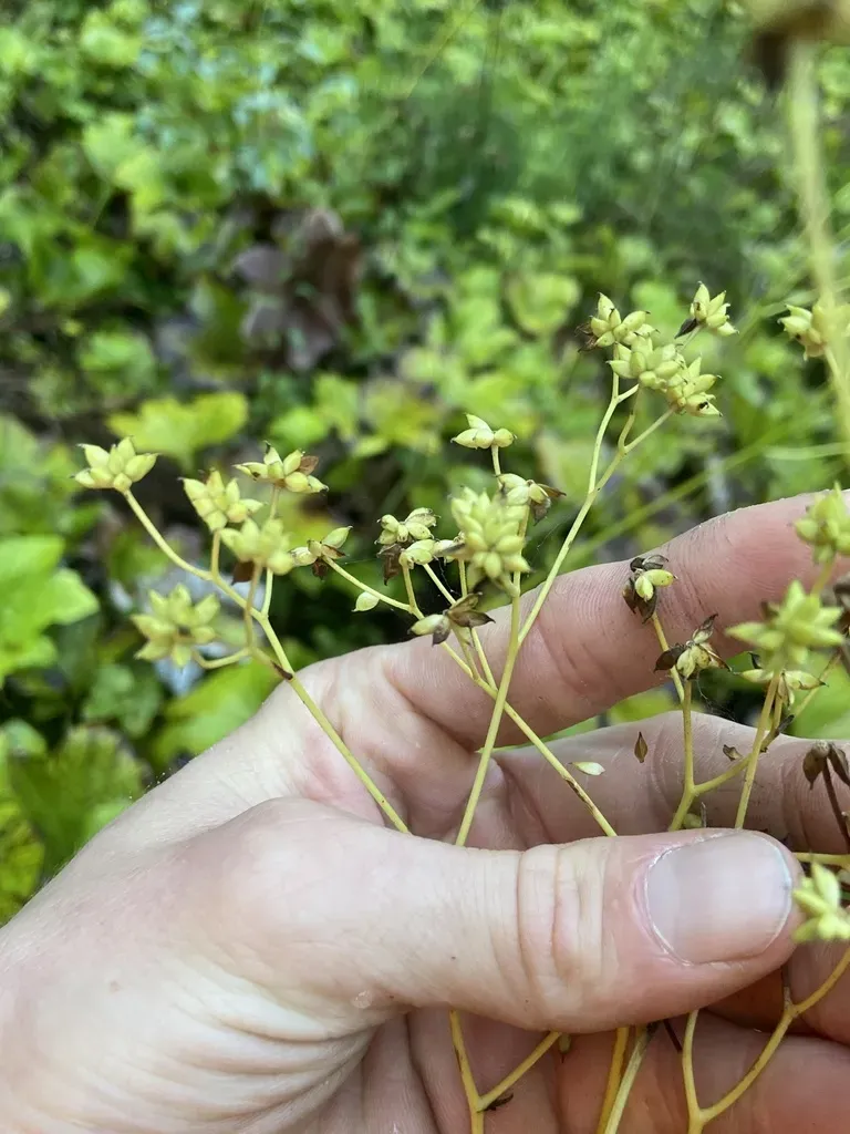 Tennessee Tassel Rue