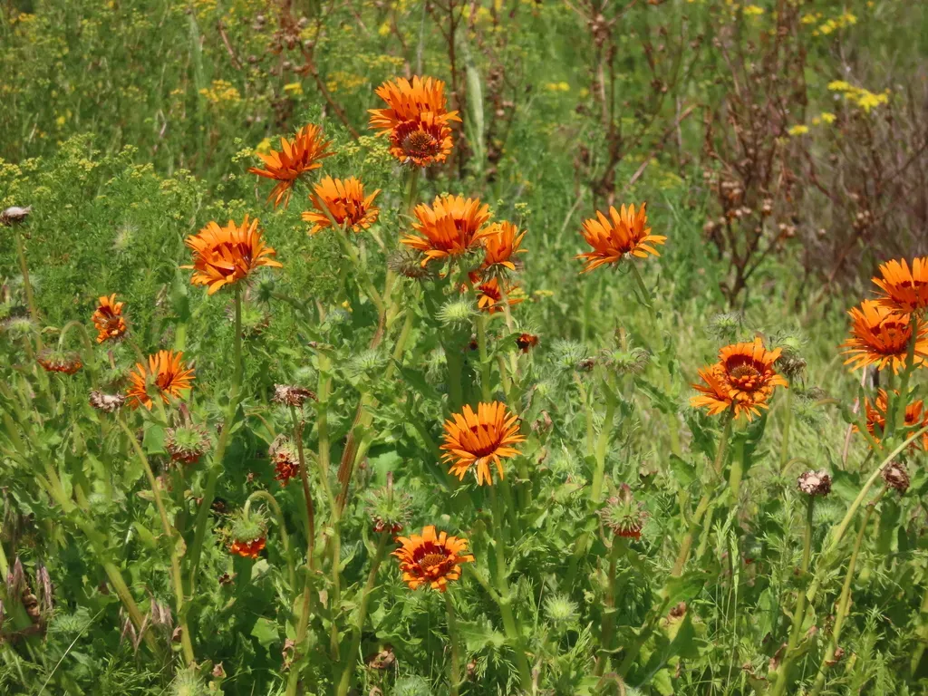 Monarch-of-the-veldt