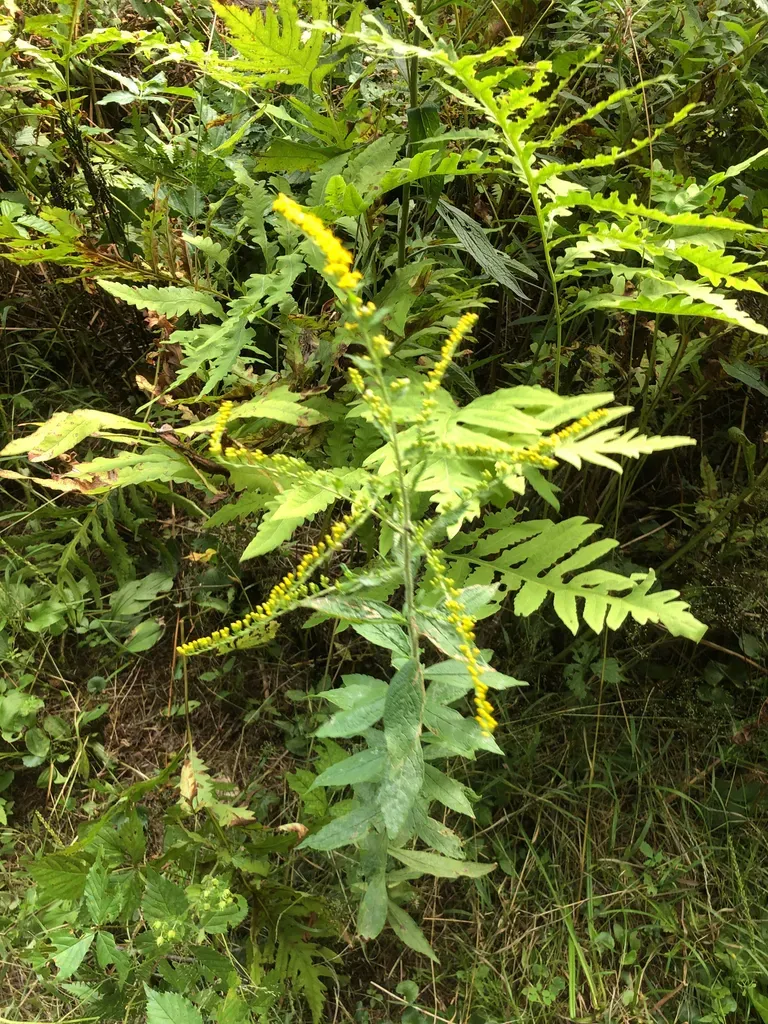 Wrinkleleaf Goldenrod
