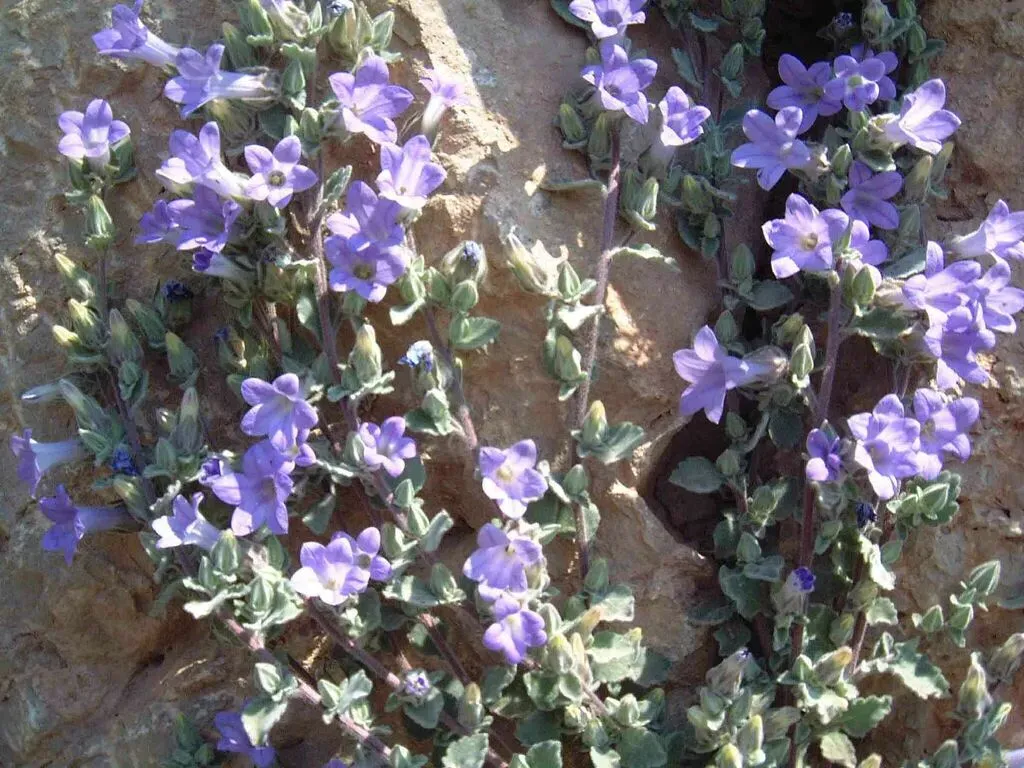 Campanula Dichotoma