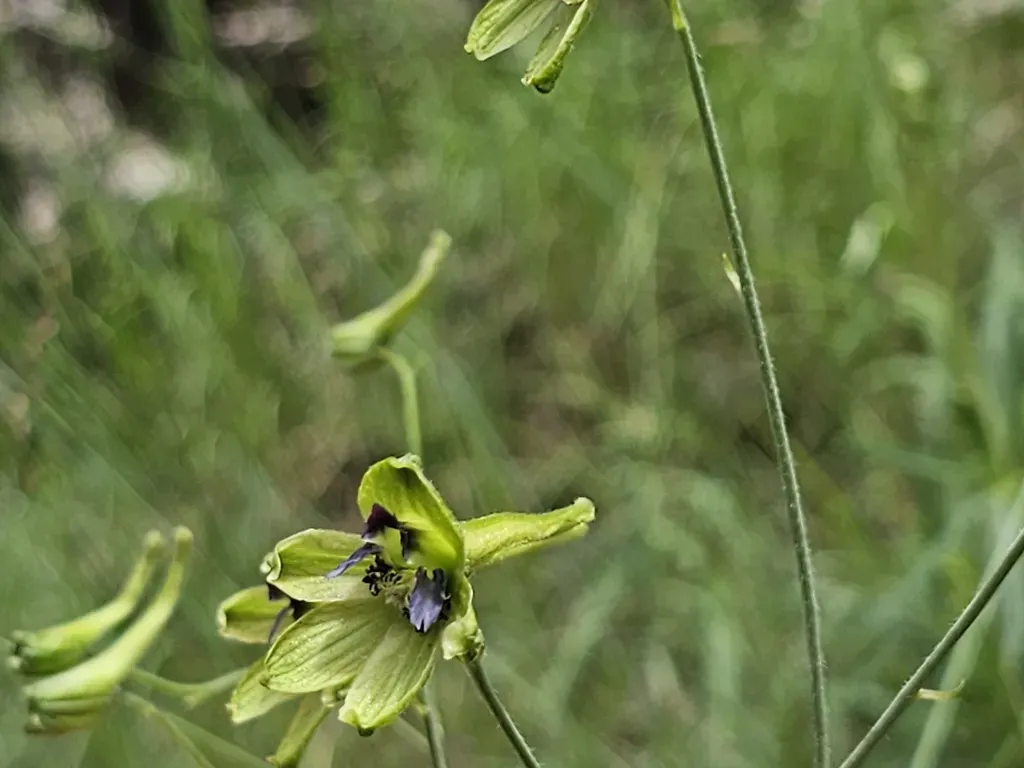 Delphinium Viride