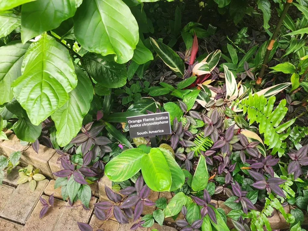 Justicia Chrysostephana