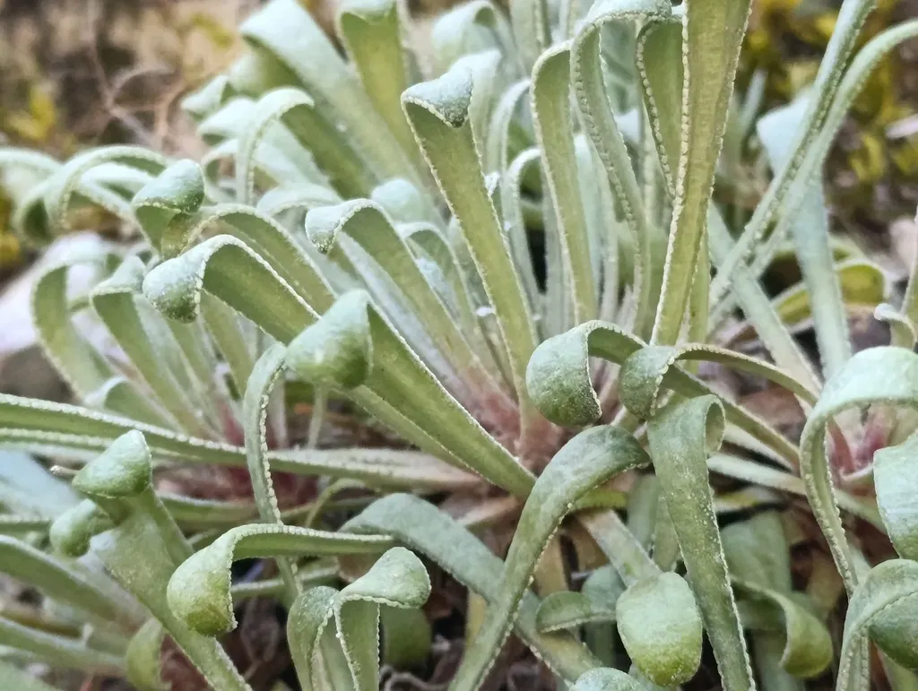 Thick-leaved Saxifrage