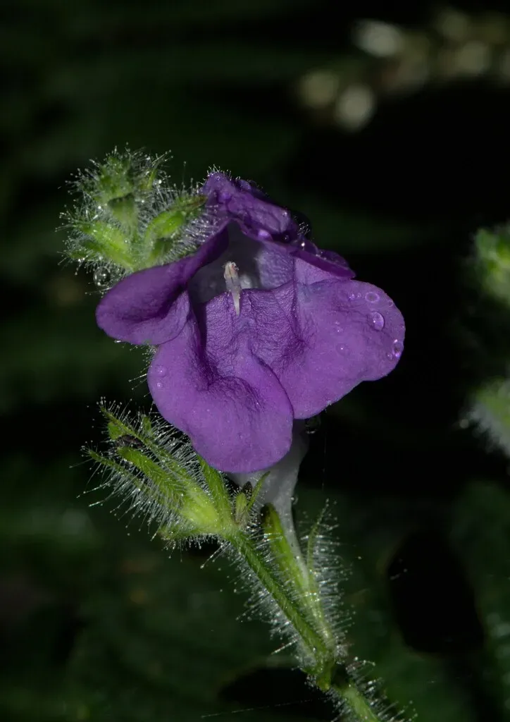 Strobilanthes Atropurpurea