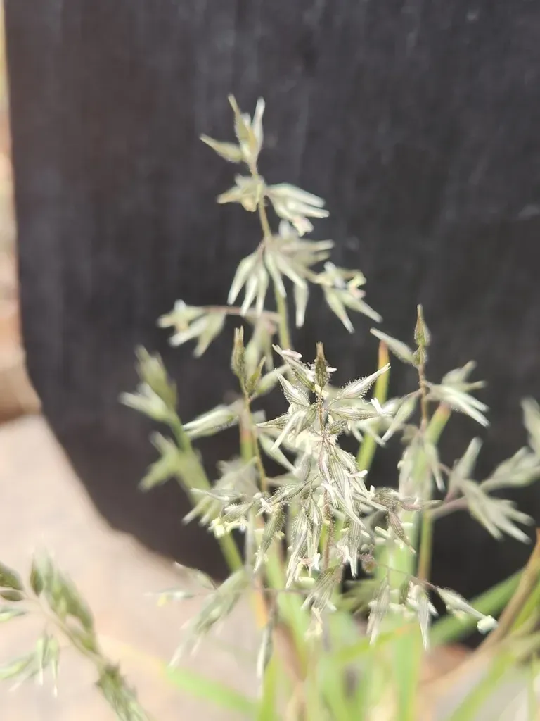 Rock Nine-awned Grass