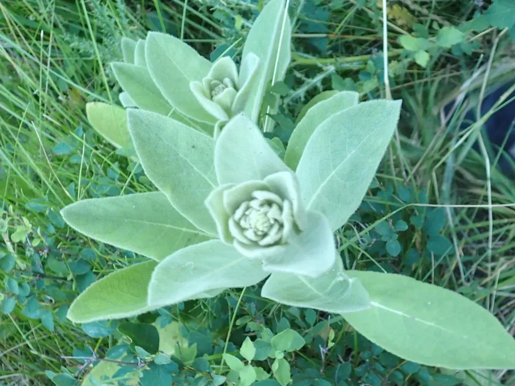Common Mullein