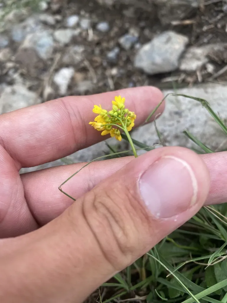 Draba Hispida