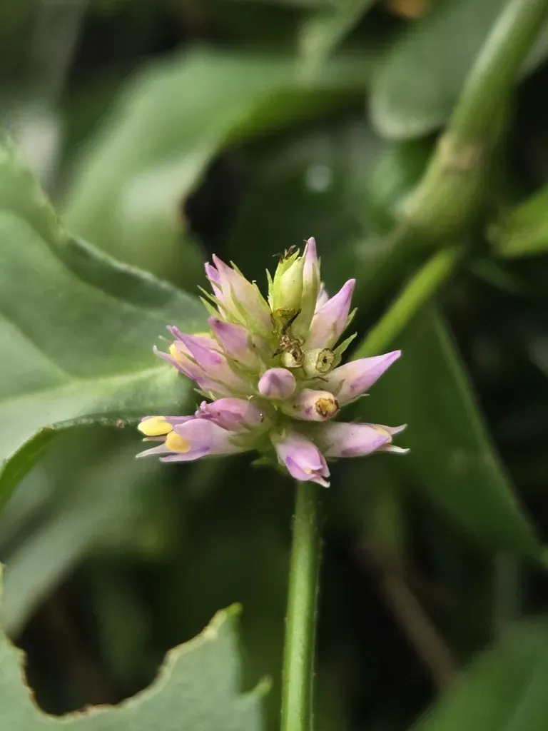 Veronicastrum Axillare