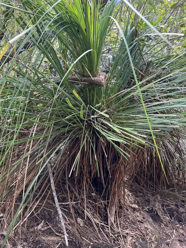 Grass Tree