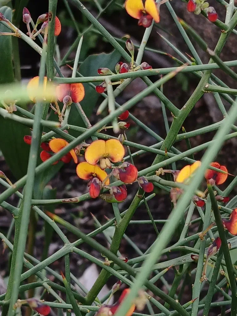 Daviesia Horrida