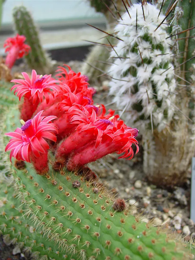Red Torch Cactus