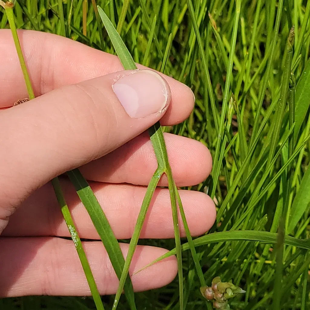 Engelmann's Arrowhead