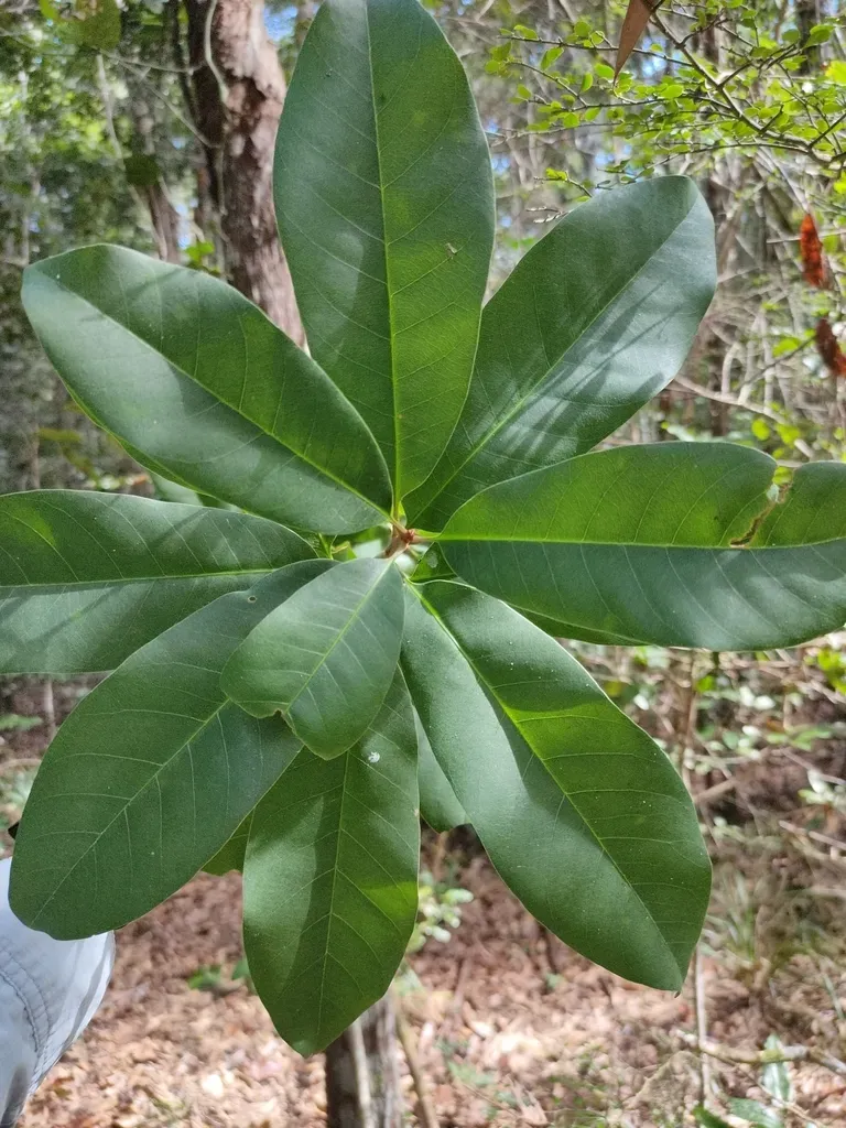 Pleioluma Queenslandica