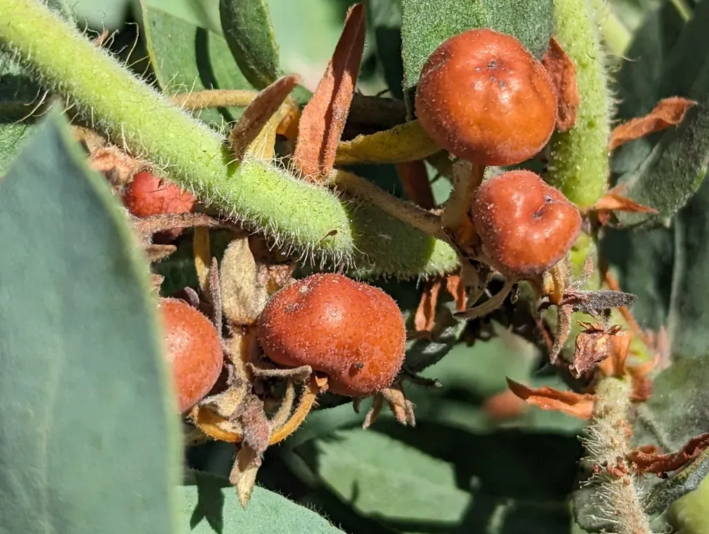 Schreiber's Manzanita