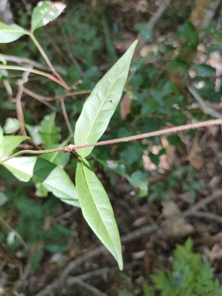 Veiny Morinda
