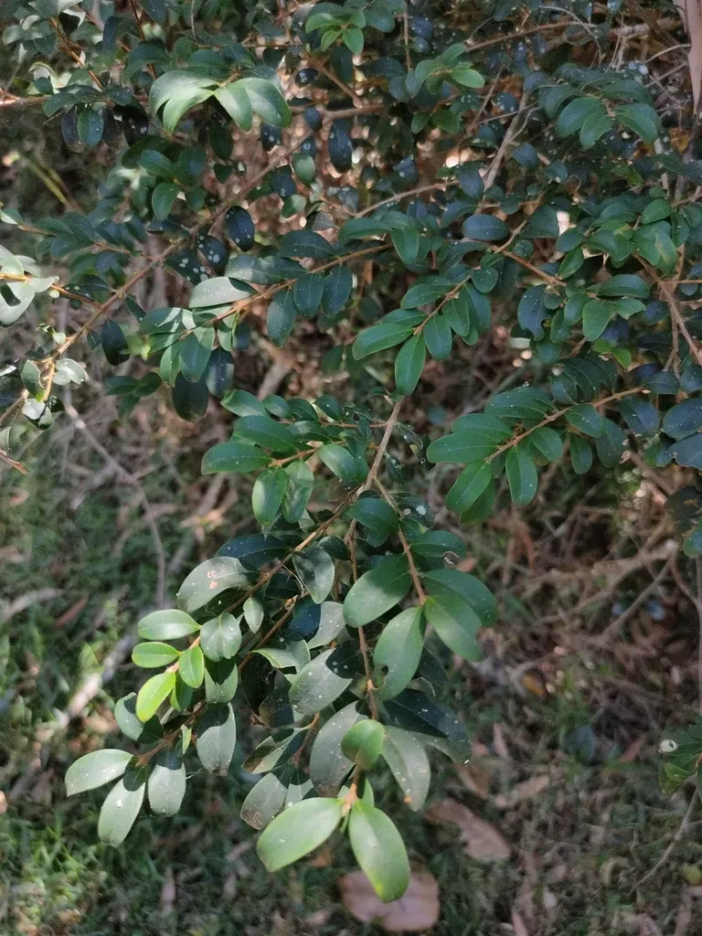 Small-leaved Plum Myrtle