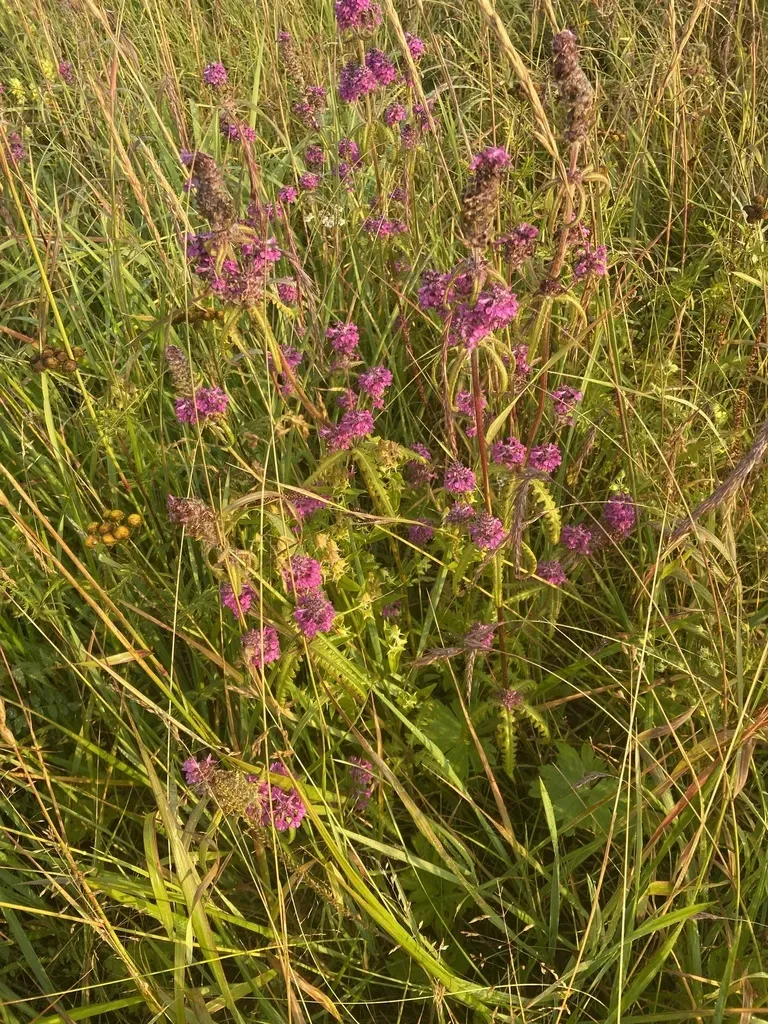Pedicularis Spicata
