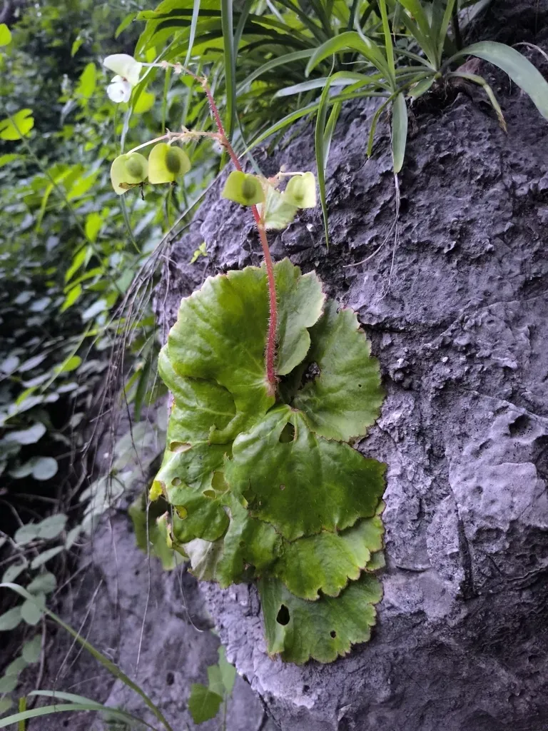 Begonia Monophylla