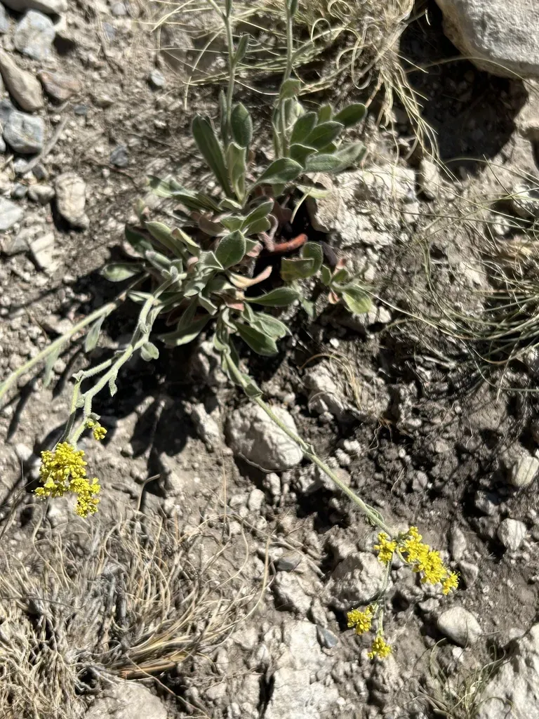 Hawkweed Buckwheat
