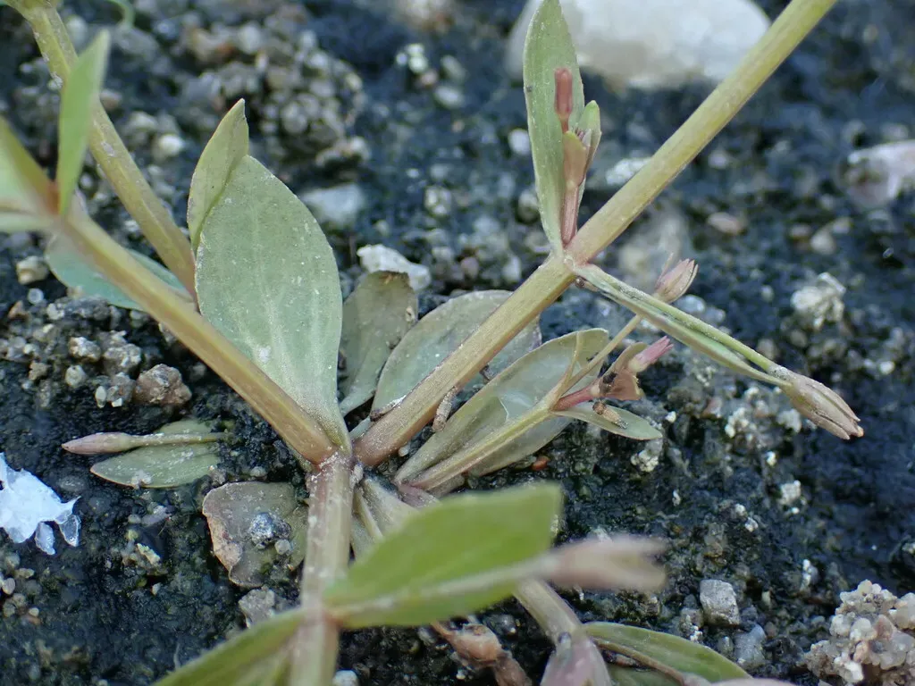 Lindernia Procumbens