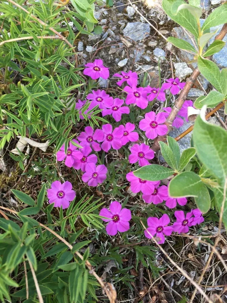 Richardson's Phlox