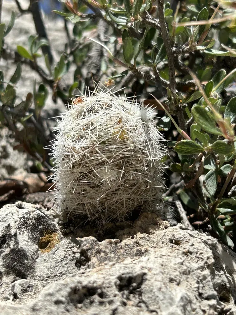 Carpet Foxtail Cactus