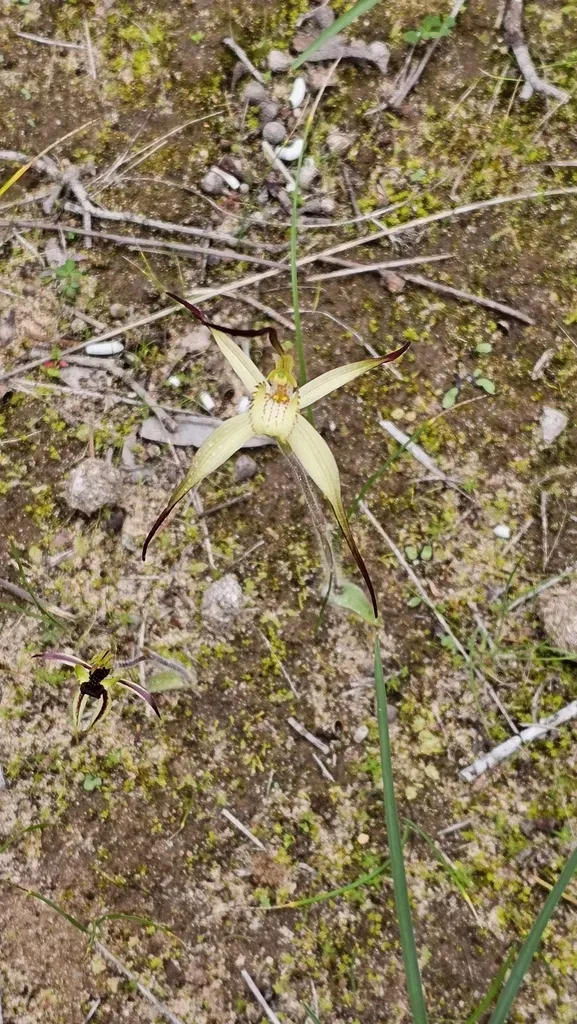 Winter Spider Orchid