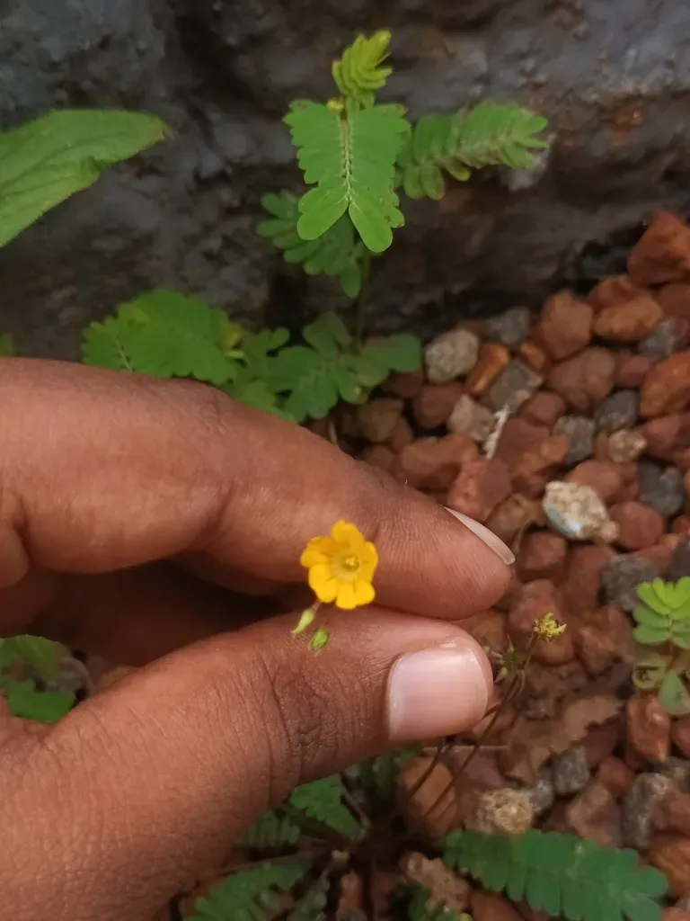 Biophytum Reinwardtii