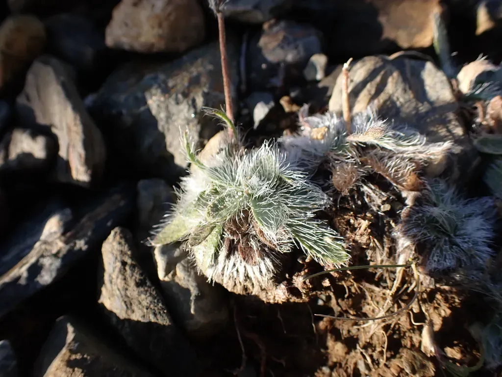 Pilosella Breviscapa