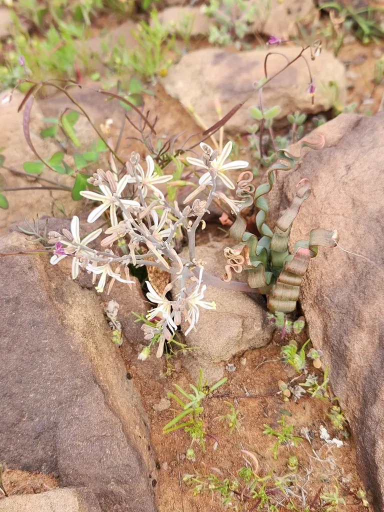 Contorted Capespinach
