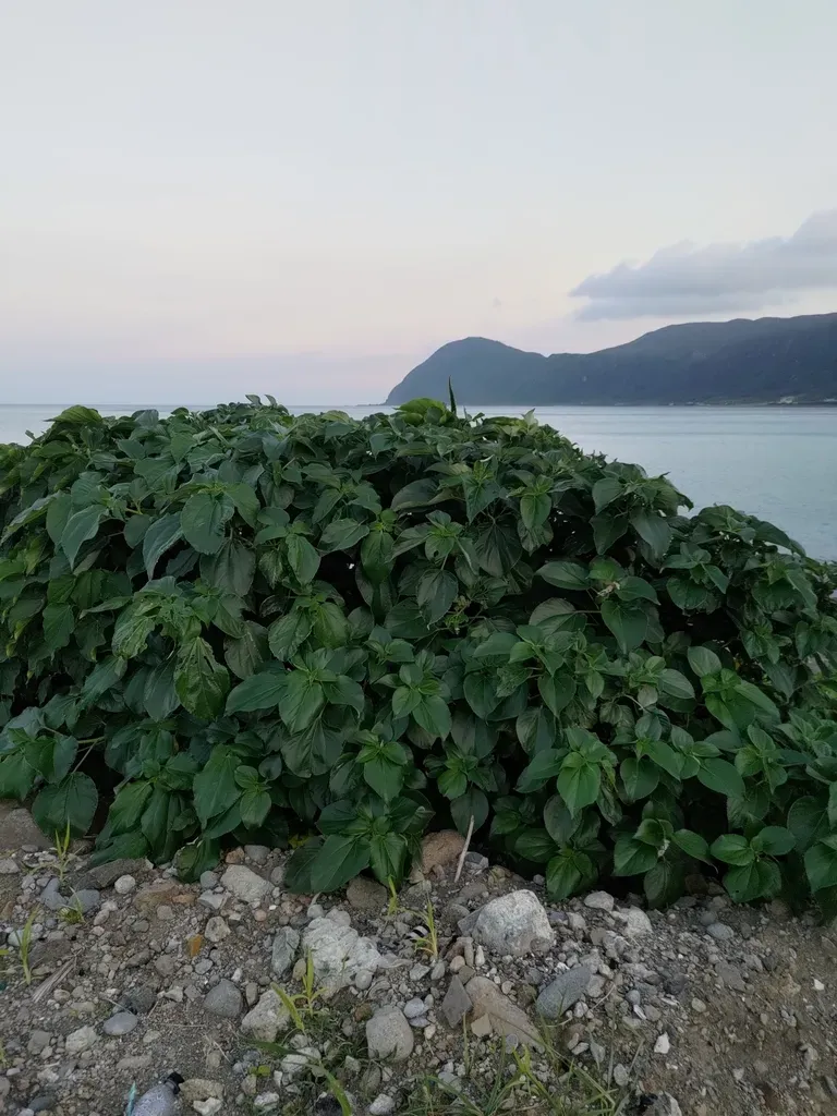 Pipturus Arborescens