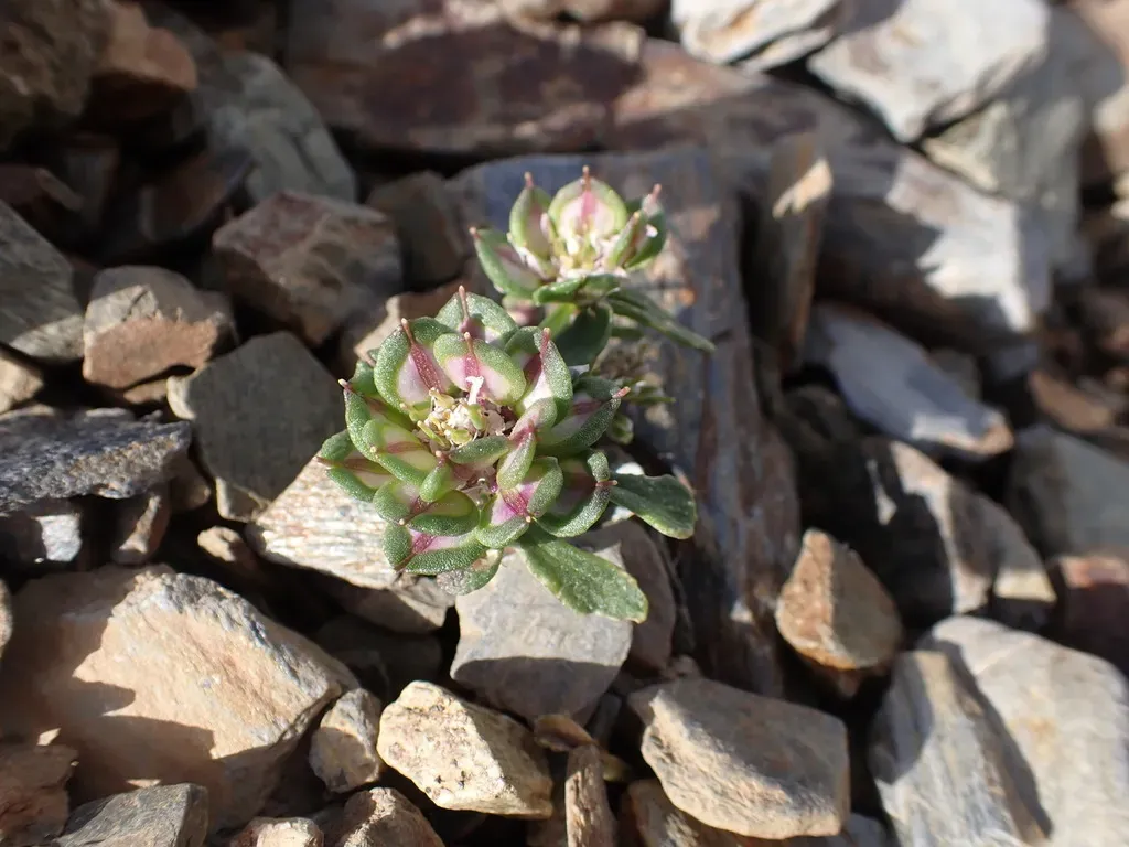 Spoon-leaved Candytuft