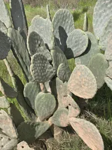 Prickly Pear
