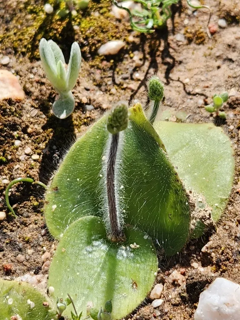 Holothrix Villosa