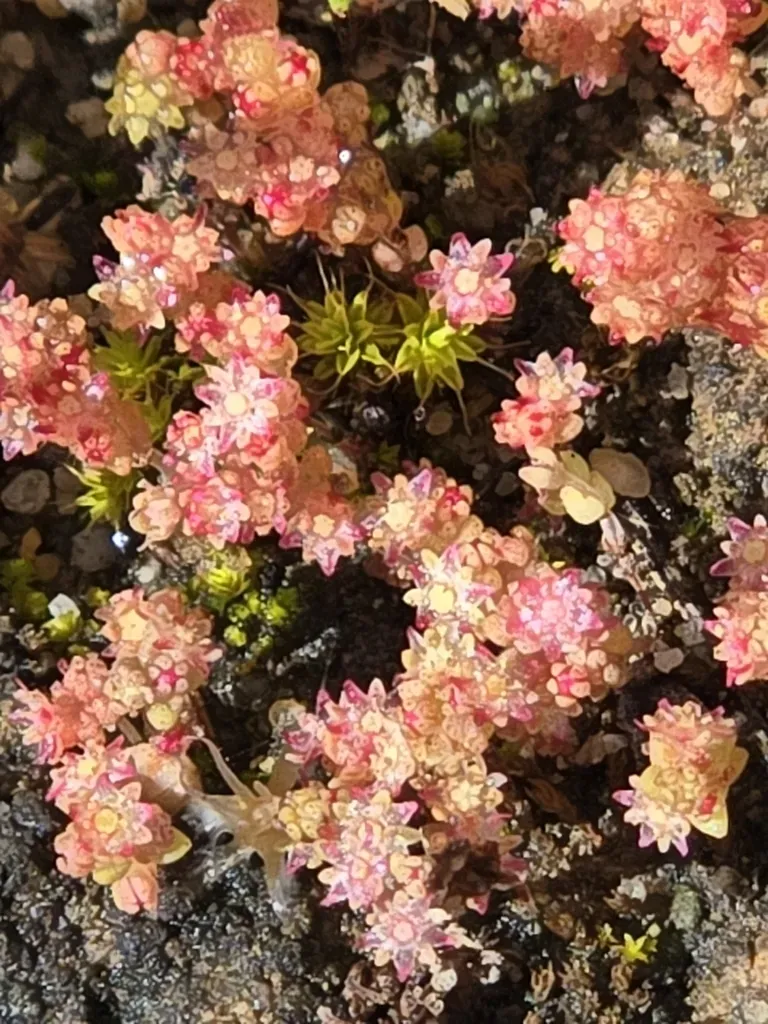 Thunberg's Pigmyweed