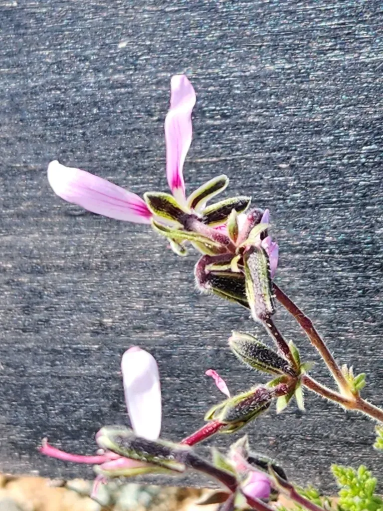 Pelargonium Oreophilum