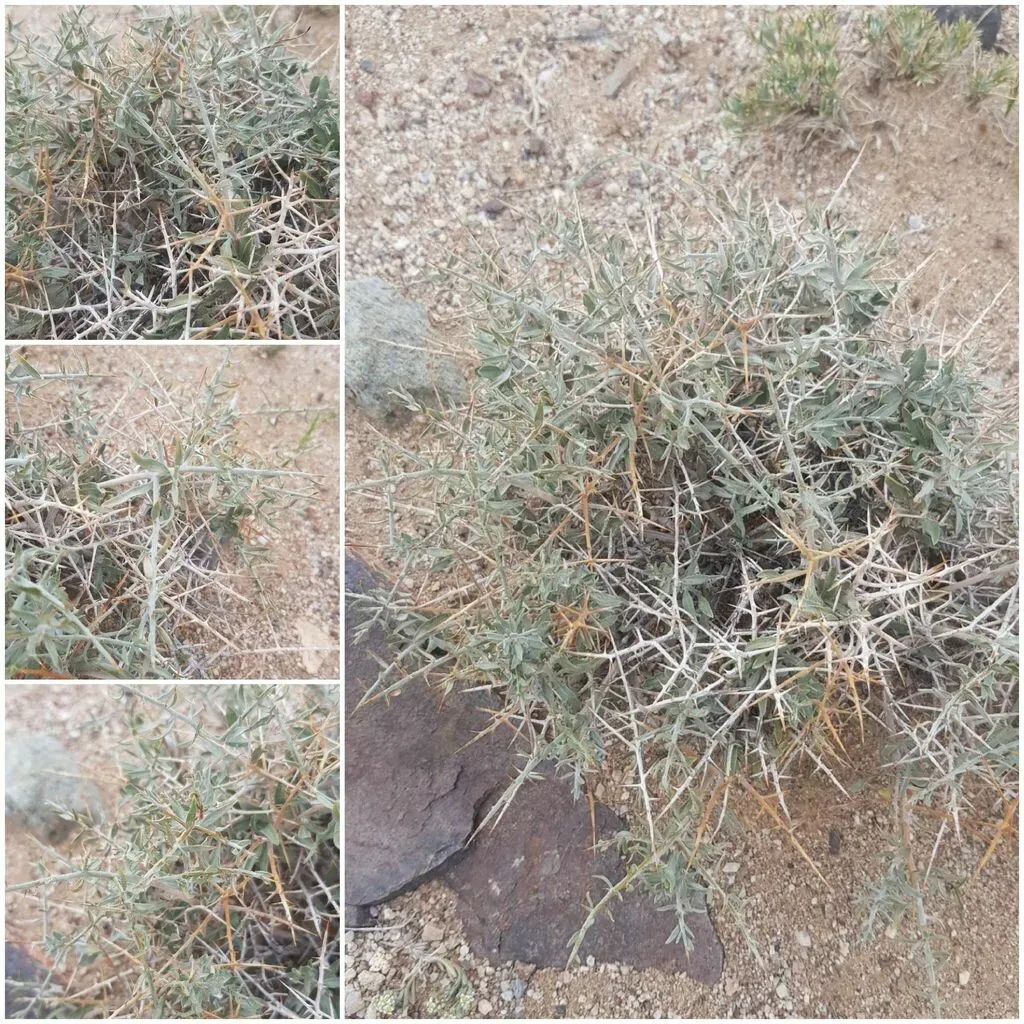 Convolvulus Gortschakovii