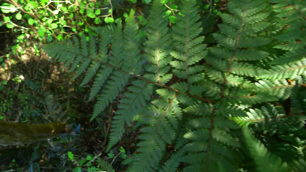 Velvet Fern