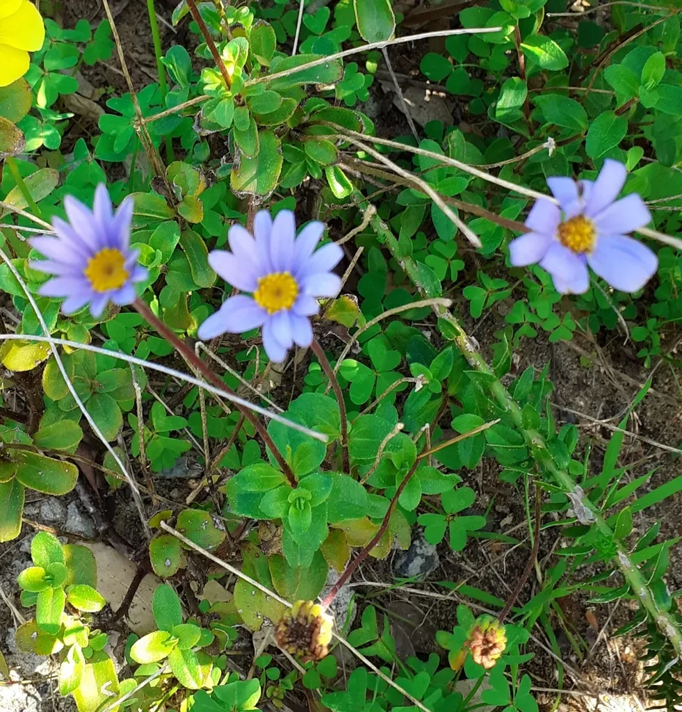 Blue Daisy