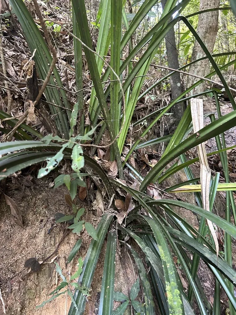 Pandanus Austrosinensis