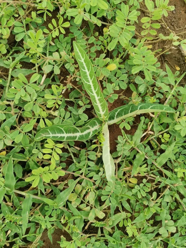Gardneria Multiflora