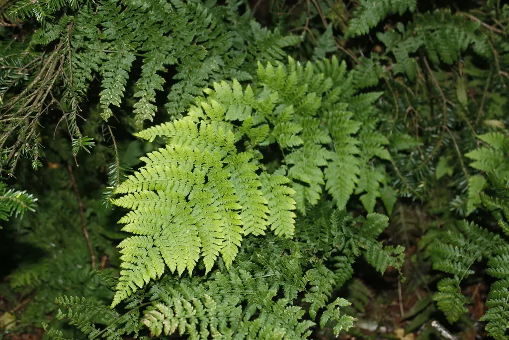 Mountain Wood Fern