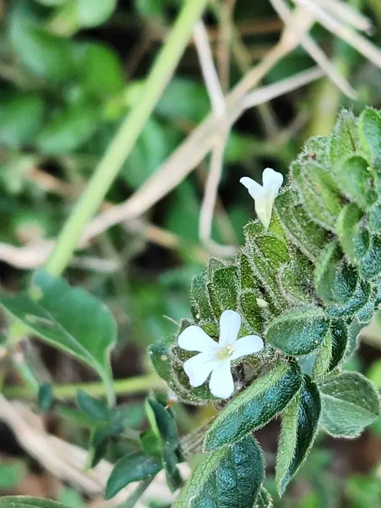Himalayan Ruellia