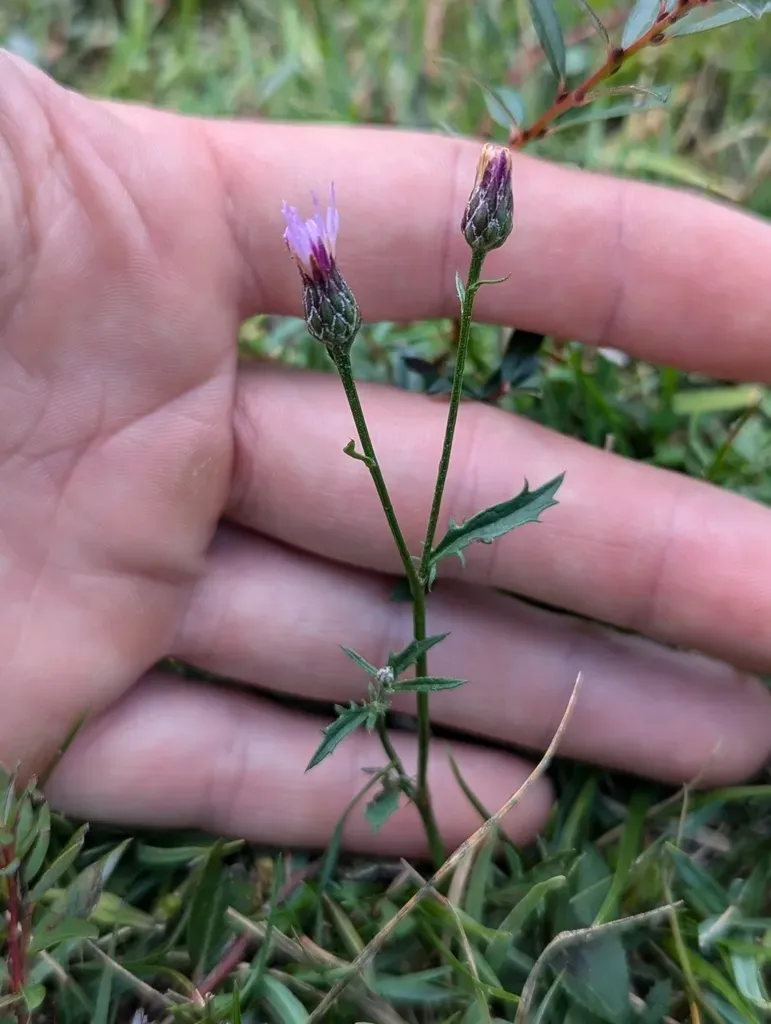 Dyer's Plumeless Saw-wort