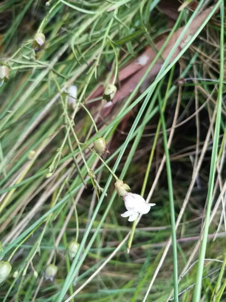 Anisantherina Hispidula