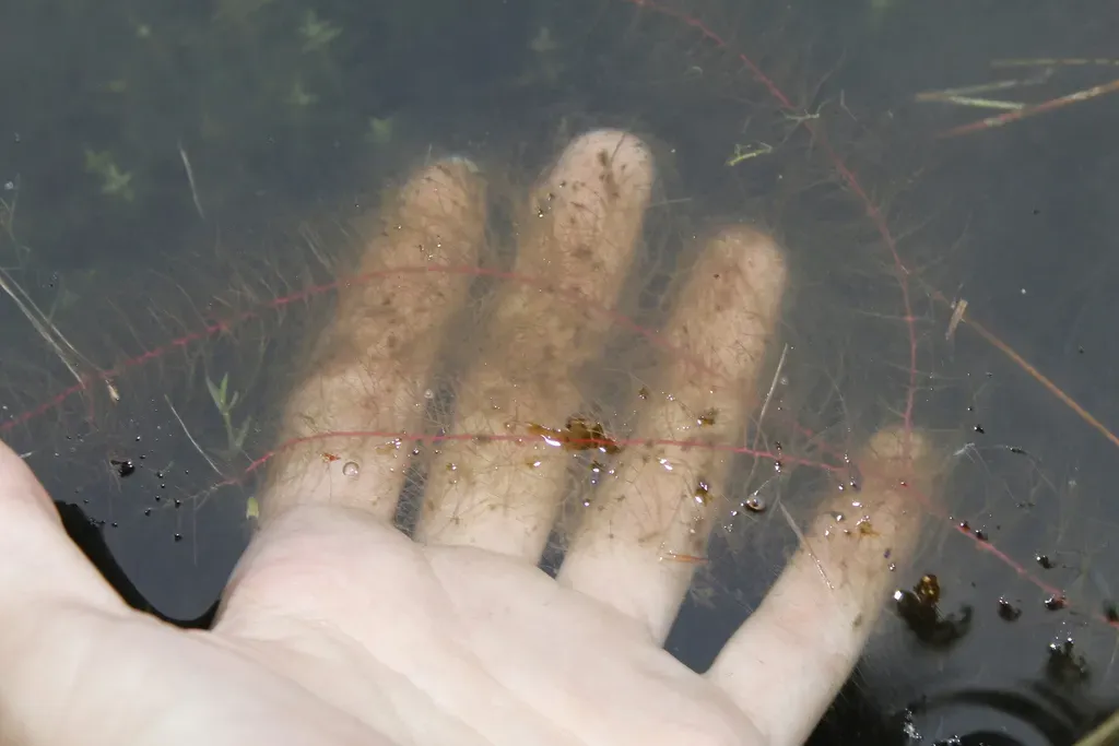 Low Water-milfoil