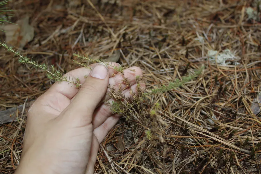 Pine-barren False Heather