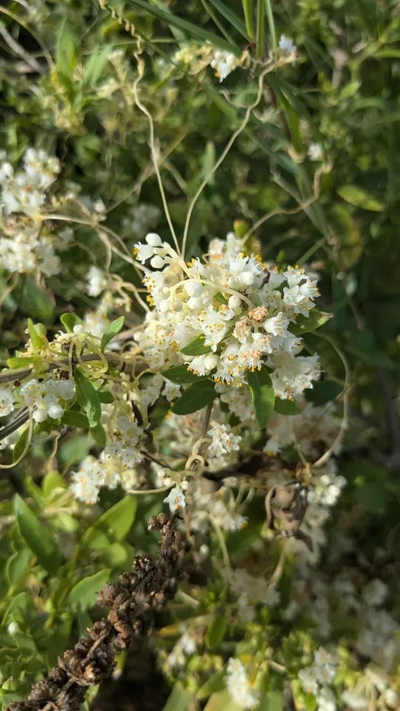 Collared Dodder